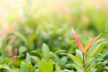 Red leaf among green leaves and sunlight in the morning.