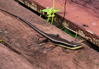 skink