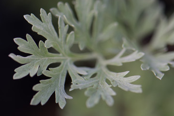 Wormwood Leaves (Artemisia)