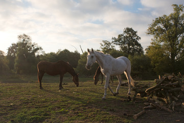 Obraz na płótnie Canvas Horse herd on the pasture