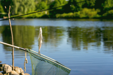 Freshwater fish just taken from water on fishing line over at landing net against natural...
