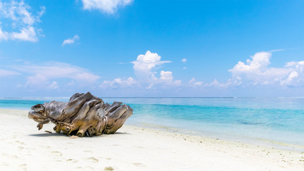 Tree root on a tropical beach - 162537285