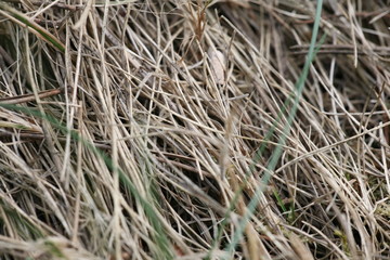 dry grass in hot summer