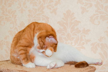 Homemade ginger cat washes his paw his head