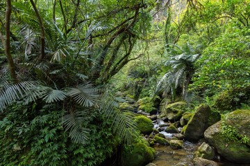 Wild wet jungle in Taiwan
