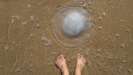 Feet of a person looking at Rhopilema nomadica jellyfish at the seaside. This kind of jellyfish has vermicular filaments with venomous stinging cells and can cause painful injuries to people. © Roman Yanushevsky