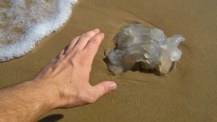 Hand of a person trying to touch a dead jellyfish at the seaside. Rhopilema nomadica jellyfish has vermicular filaments with venomous stinging cells and can cause painful injuries to people.  © Roman Yanushevsky