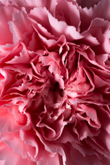 カーネーション