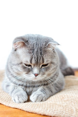 Domestic scottish cat