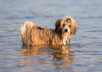 swimming havanese dog