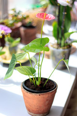 Pink anthurium flower