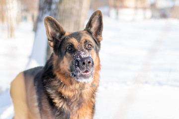 Dog german shepherd in a winter day