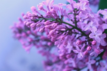 Lilac