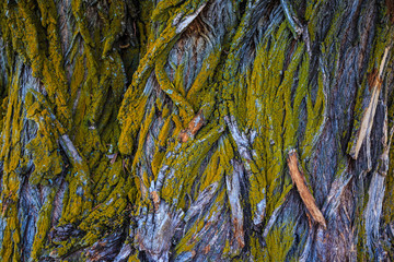Bark of a tree covered with moss