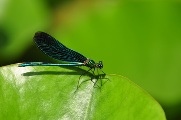 libelle