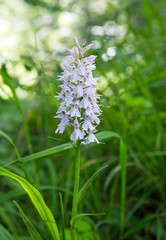Fototapeta premium Dactylorhiza maculata - a wild orchid