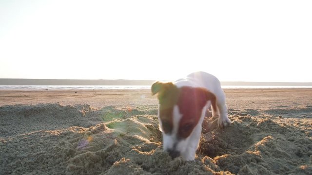 Little Jack Russell puppy playing on the beach digging sand, slow motion