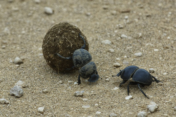 Pillendreher bei der Arbeit