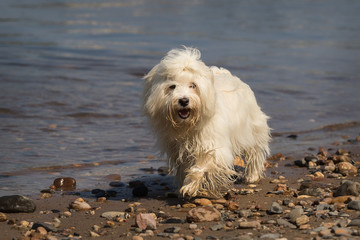 havanese dog at the beach