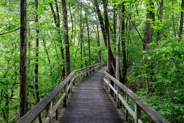 Fototapeta na wymiar Rainy boardwalk through the forest
