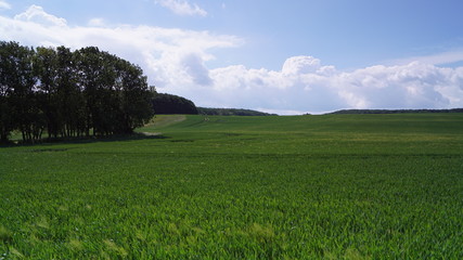 Feld mit Getreide