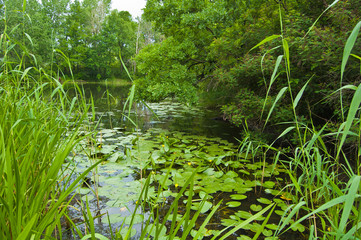 Lake with water lilies overgrown with reeds
