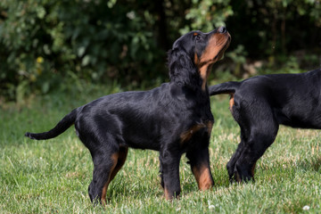 puppy setter gordon, Dog training

