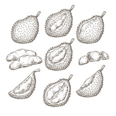Set of vector illustrations, icons of a durian fruit whole and peeled in an engraving style isolated on a white background. Print, template, design element