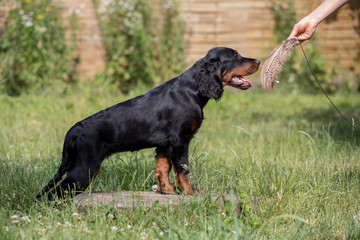 puppy setter gordon, Dog training

