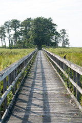 Fototapeta na wymiar Boardwalk through marsh reeds near Rock Hall, MD