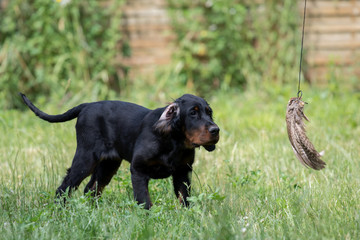 puppy setter gordon, Dog training

