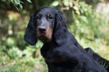 puppy setter gordon, Dog training

