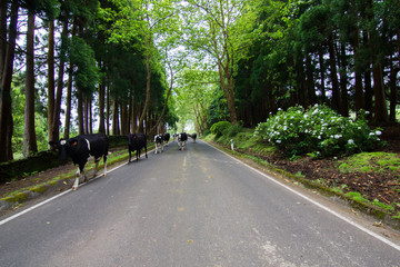 Vacas na Estrada, Açores