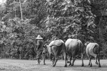 farmer leash Buffalo black and white picture
