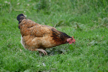 Chicken brown suit walking on the green grass