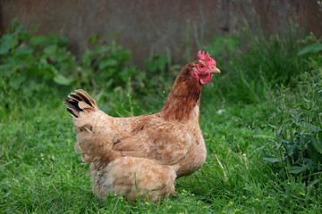 Chicken brown suit walking on the green grass