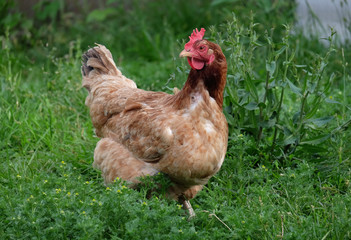 Chicken brown suit walking on the green grass