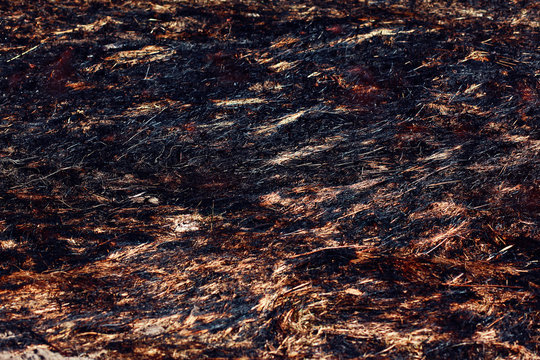 Closeup burned dry grass or field background