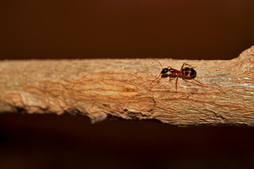 Ant on a branch close-up