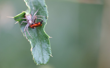 spider eating true bug