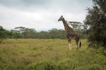 Giraffe on the Lake Nakuru National Park plain