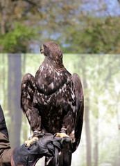 Seeadler