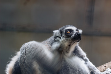 ワオキツネザル　顔をかく　