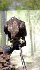 Seeadler