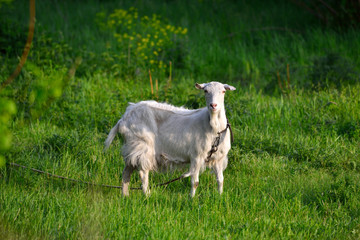 Beautiful white goat on a green meadow