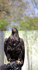Seeadler