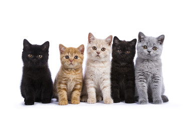 Row of five British Shorthair cats / kittens sitting isolated on white background - obrazy, fototapety, plakaty