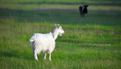 Obraz premium Beautiful white goat on a green meadow