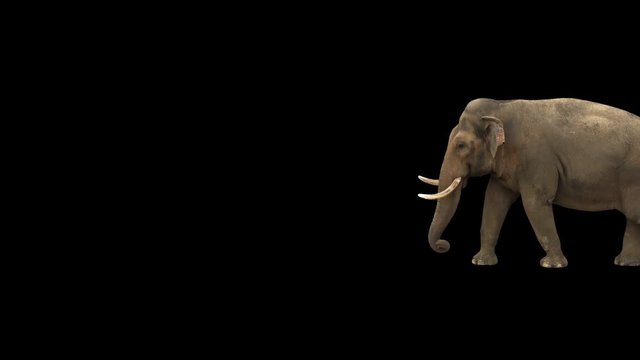 Indian elephant walking across the frame on black screen, real shot, isolated on alpha channel premultiplied with black and white matte, perfect for digital composition, cinema, 3d mapping