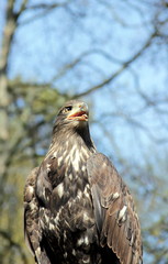 Seeadler